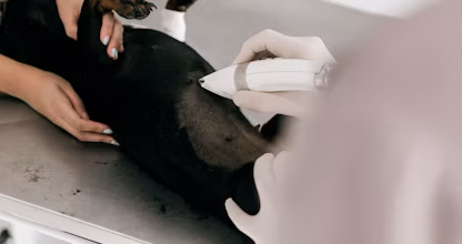 Medic veterinar consultând un câine pe masa de examinare