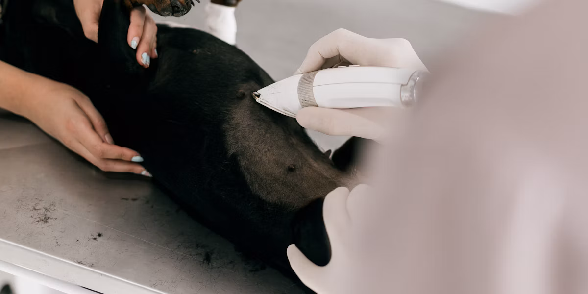 Medic veterinar consultând un câine pe masa de examinare