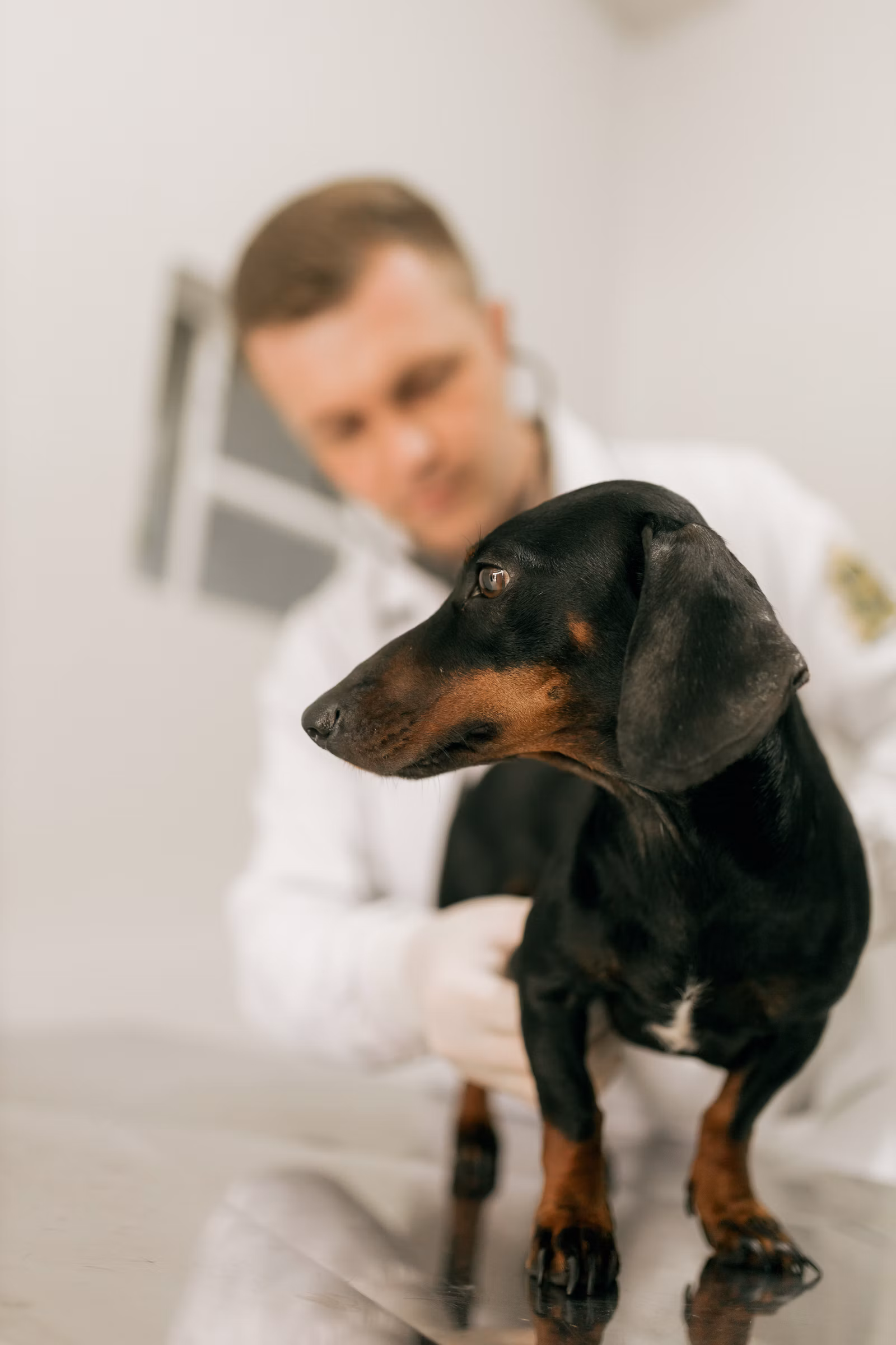 Medic veterinar ascultând inima unui câine cu stetoscopul în timpul unui consult
