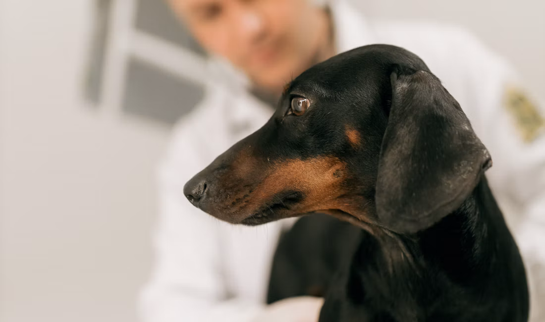 Medic veterinar examinând un câine teckel la un consult