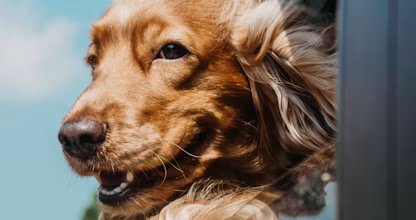 Câine cocker spaniel cu urechile în vânt la geamul mașinii