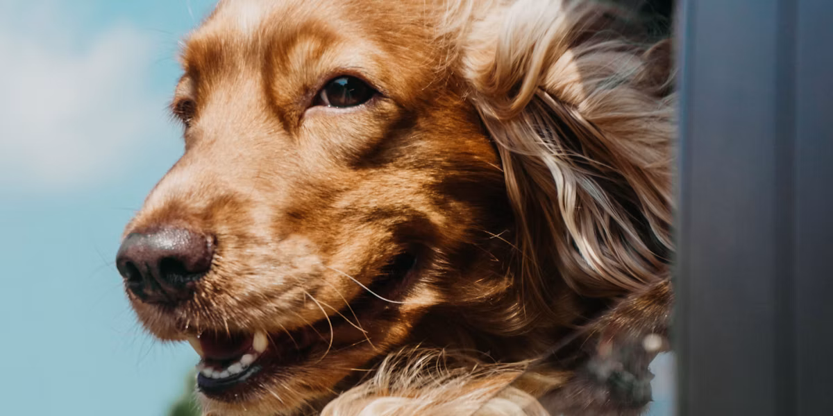 Câine cocker spaniel cu urechile în vânt la geamul mașinii