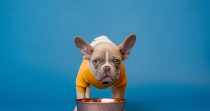 Pui de bulldog francez lângă bolul de hrană