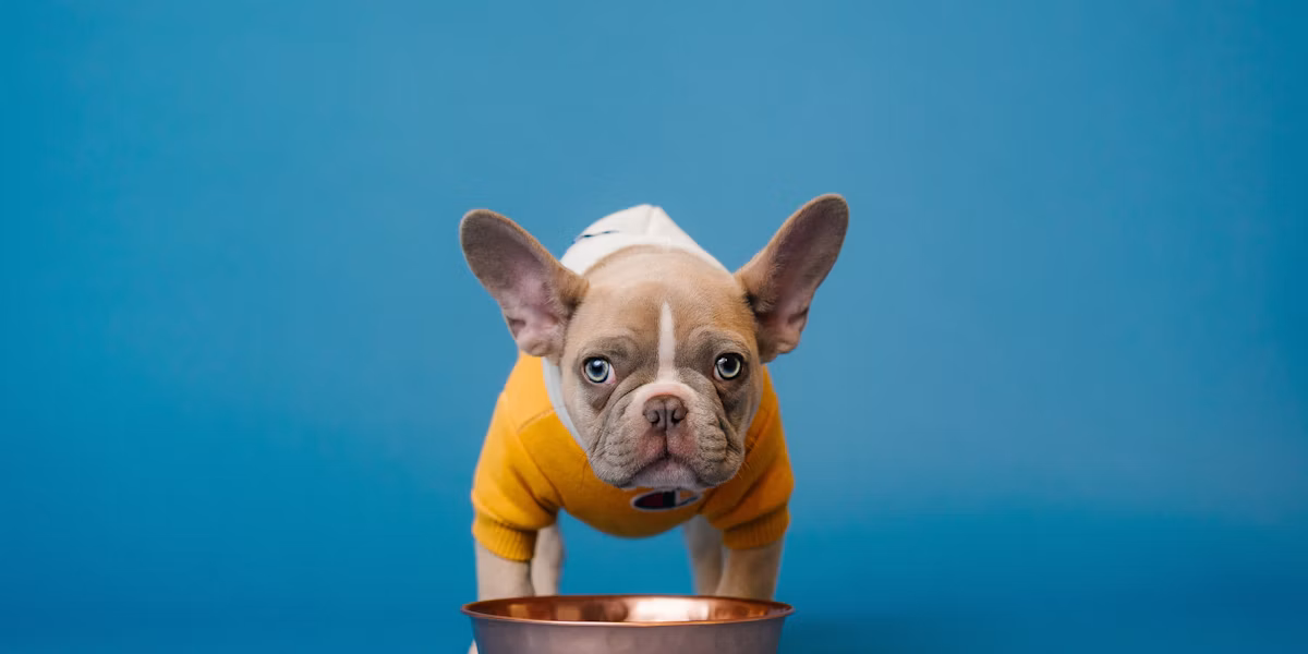 Pui de bulldog francez lângă bolul de hrană