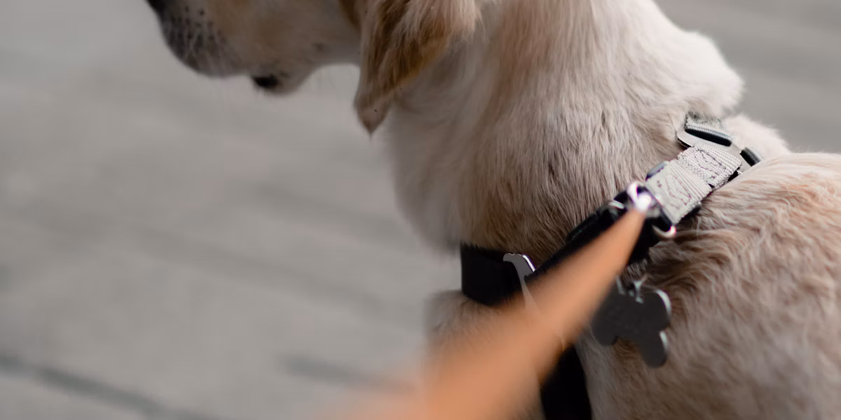 Labrador galben ținut în lesă neagră