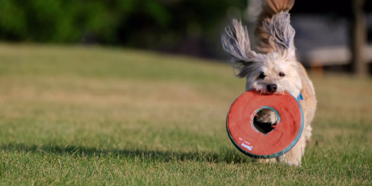 Câine alergând cu un frisbee în gură