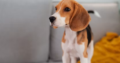 Cățeluș beagle stând pe o canapea, acasă