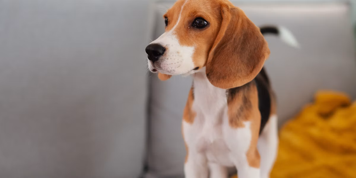 Cățeluș beagle stând pe o canapea, acasă