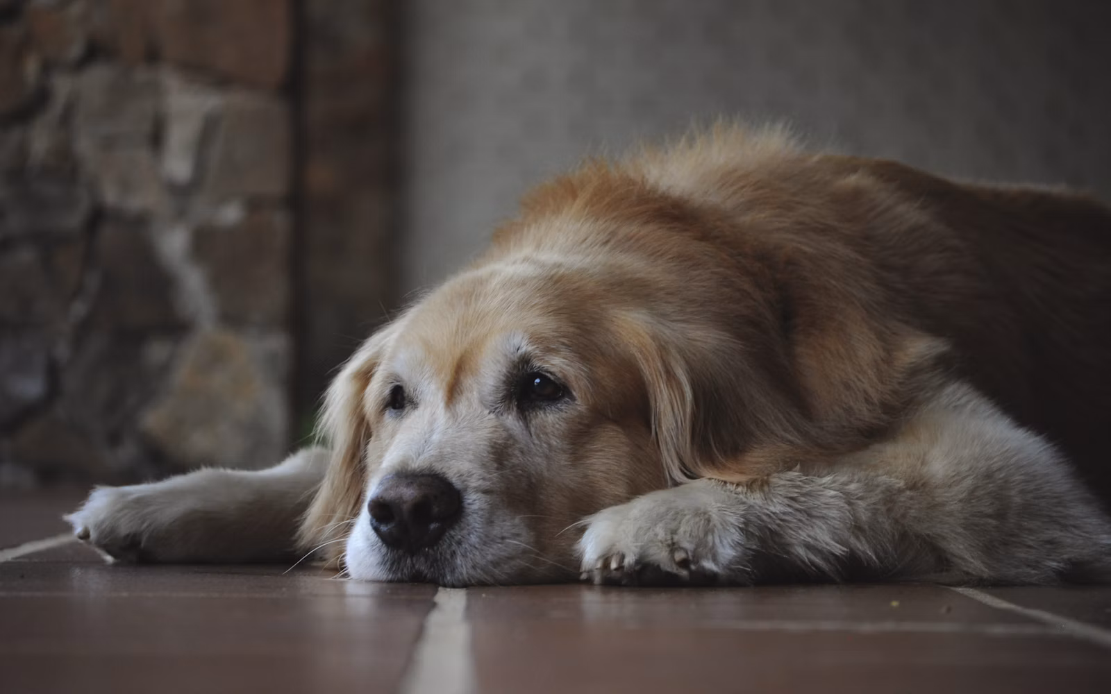 Câine senior plimbându-se calm pe iarbă, cu mers ușor rigid