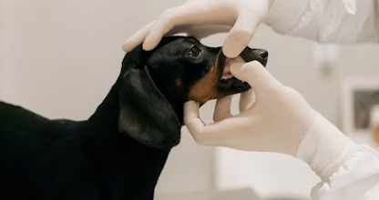Medic veterinar verificând dinții unui câine teckel