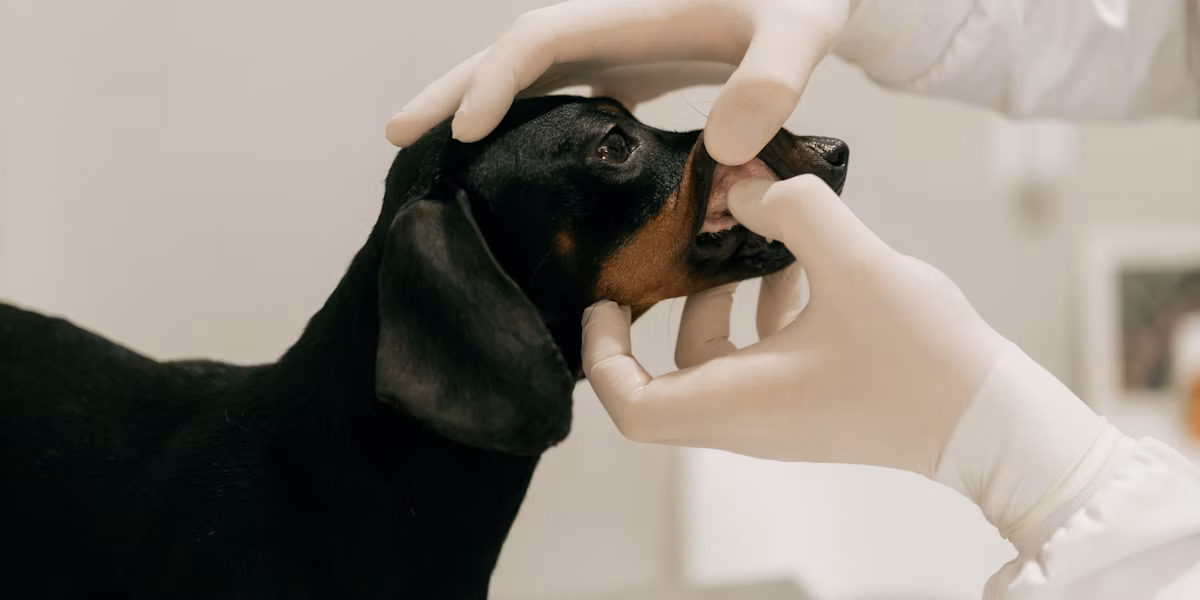 Medic veterinar verificând dinții unui câine teckel