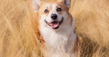 Câine corgi ieșind dintr-un lan de iarbă înaltă