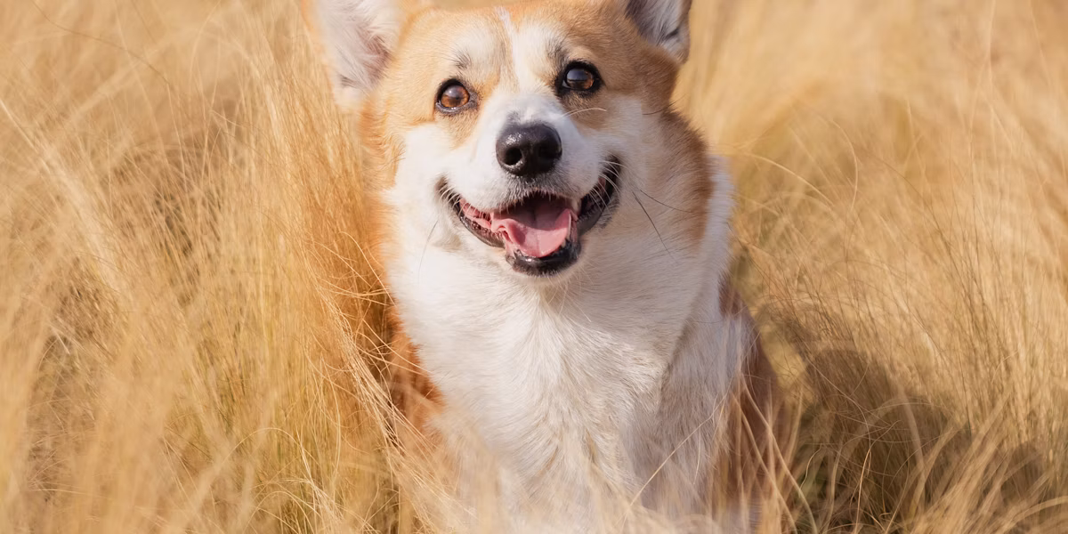Câine corgi ieșind dintr-un lan de iarbă înaltă