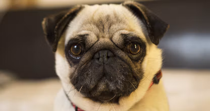 Pug de culoare crem privind spre cameră