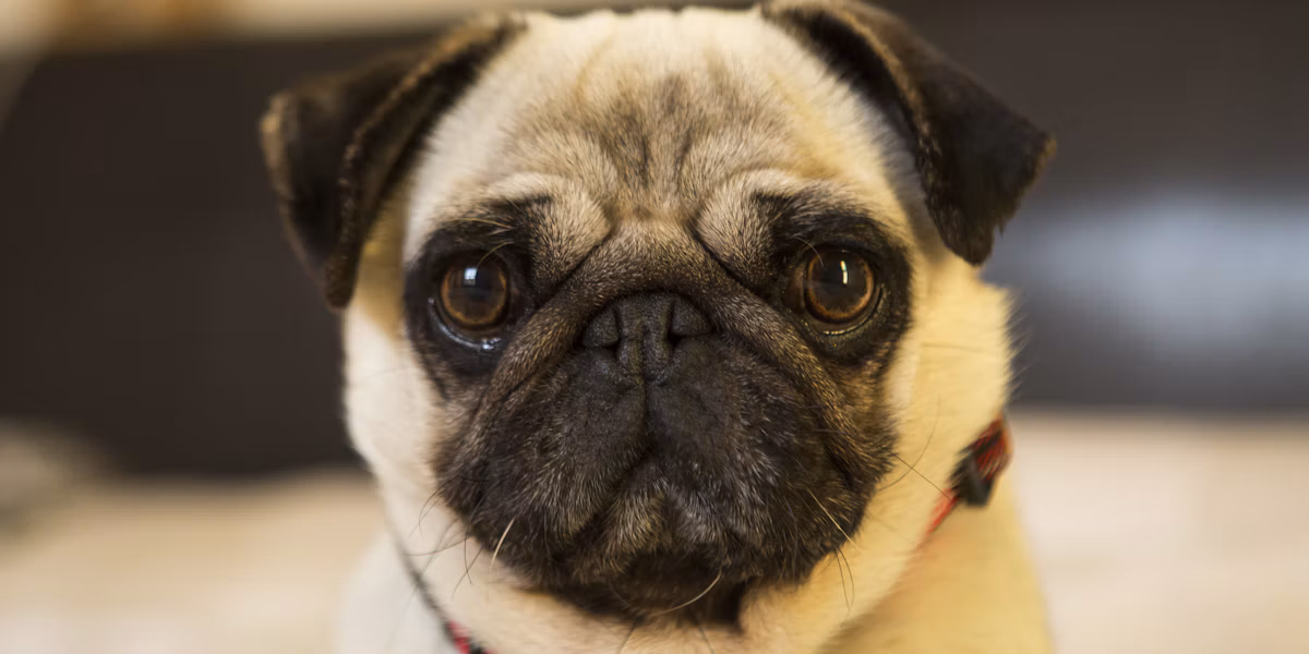 Pug de culoare crem privind spre cameră