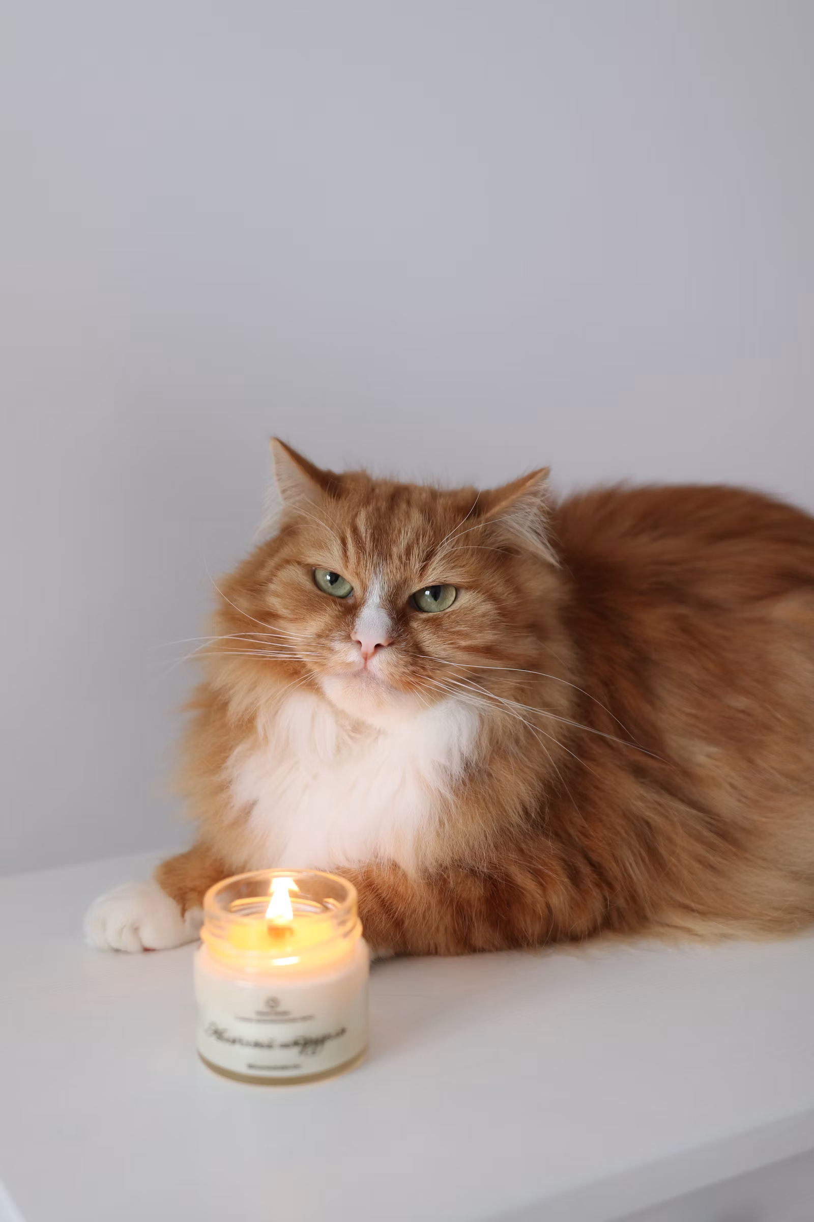 Fotografie și amprentă de labă păstrate ca amintire a unui animal de companie