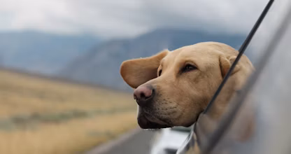 Câine labrador privind pe geamul unei mașini