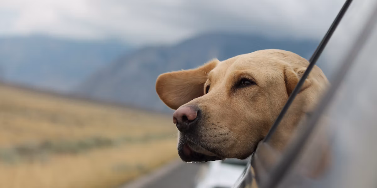 Câine labrador privind pe geamul unei mașini