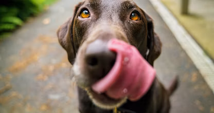 Labrador maro-ciocolatiu privind atent