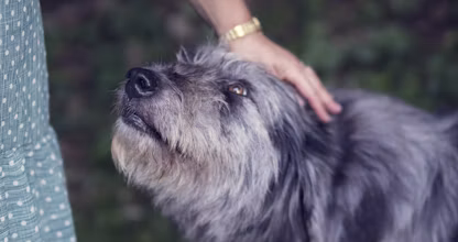 Persoană mângâind un câine în vârstă alb cu negru
