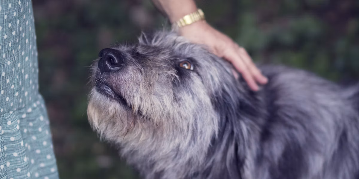 Persoană mângâind un câine în vârstă alb cu negru
