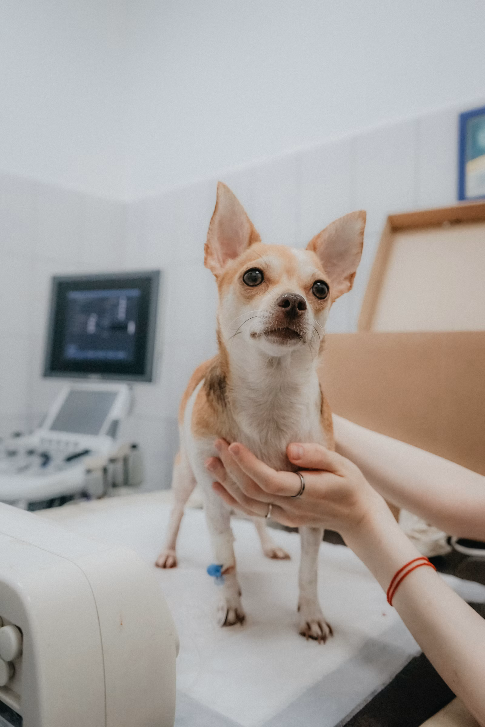 Medic veterinar efectuând o examinare neurologică unui câine, testând reflexele