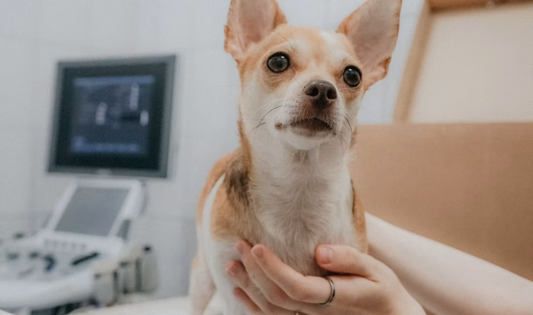 Persoană examinând un câine în timpul unui consult veterinar