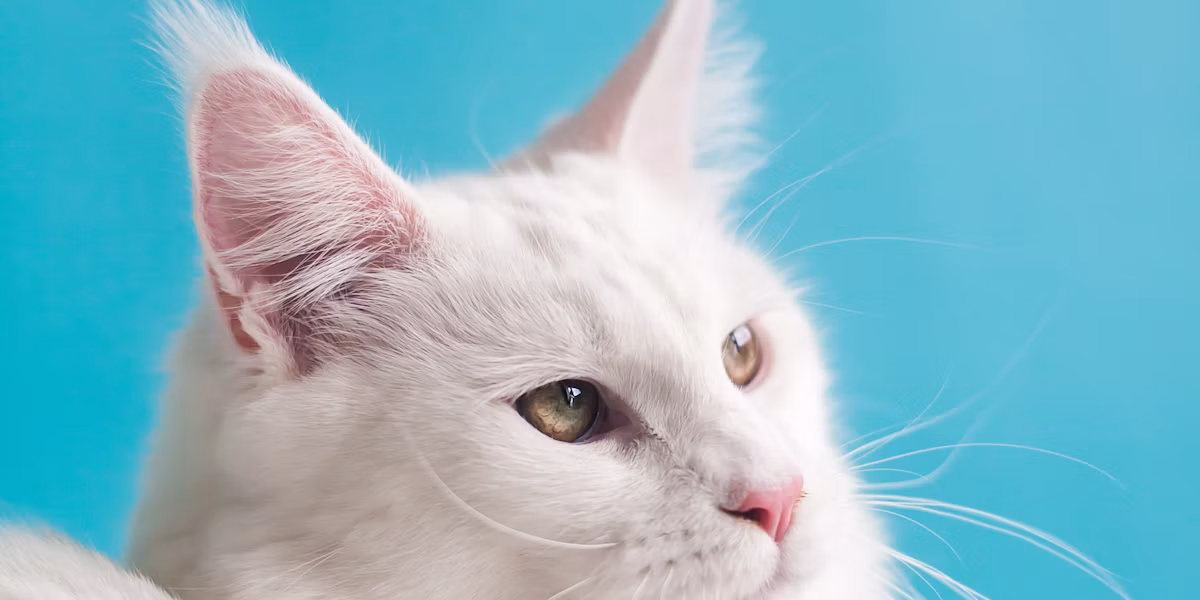 Cât de des are nevoie câinele tău de un control veterinar?