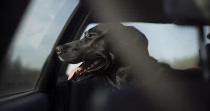 Câine negru stând pe bancheta din spate a mașinii