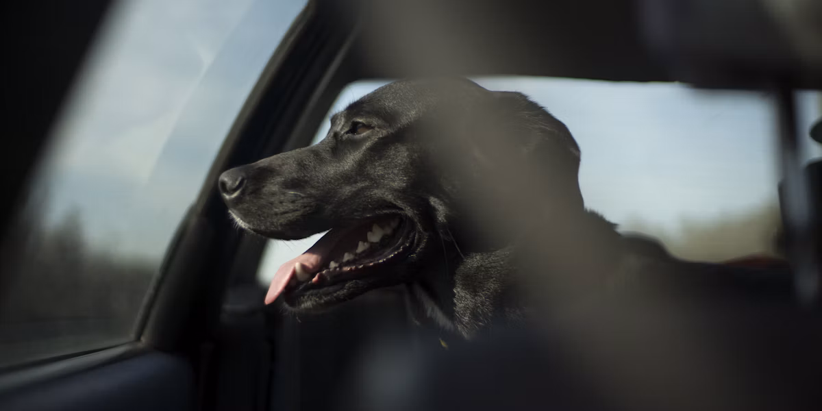 Câine negru stând pe bancheta din spate a mașinii