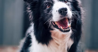 Câine border collie alb cu negru privind atent