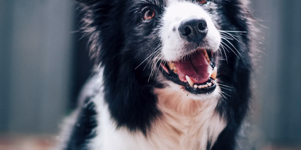 Câine border collie alb cu negru privind atent