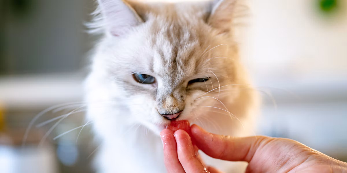 Pisoi roșcat ținut pe mâna unei persoane