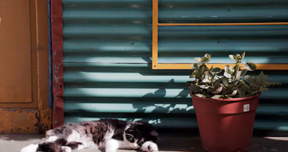 Pisică dormind lângă o plantă în ghiveci
