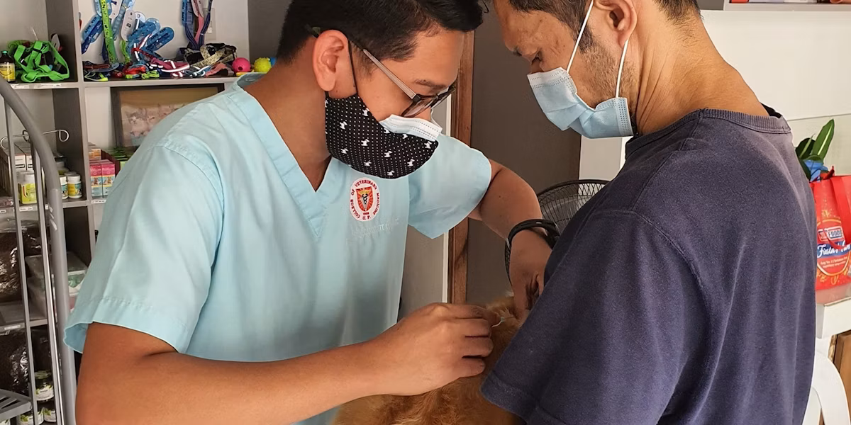 Doi medici veterinari în halate albastre ținând un câine