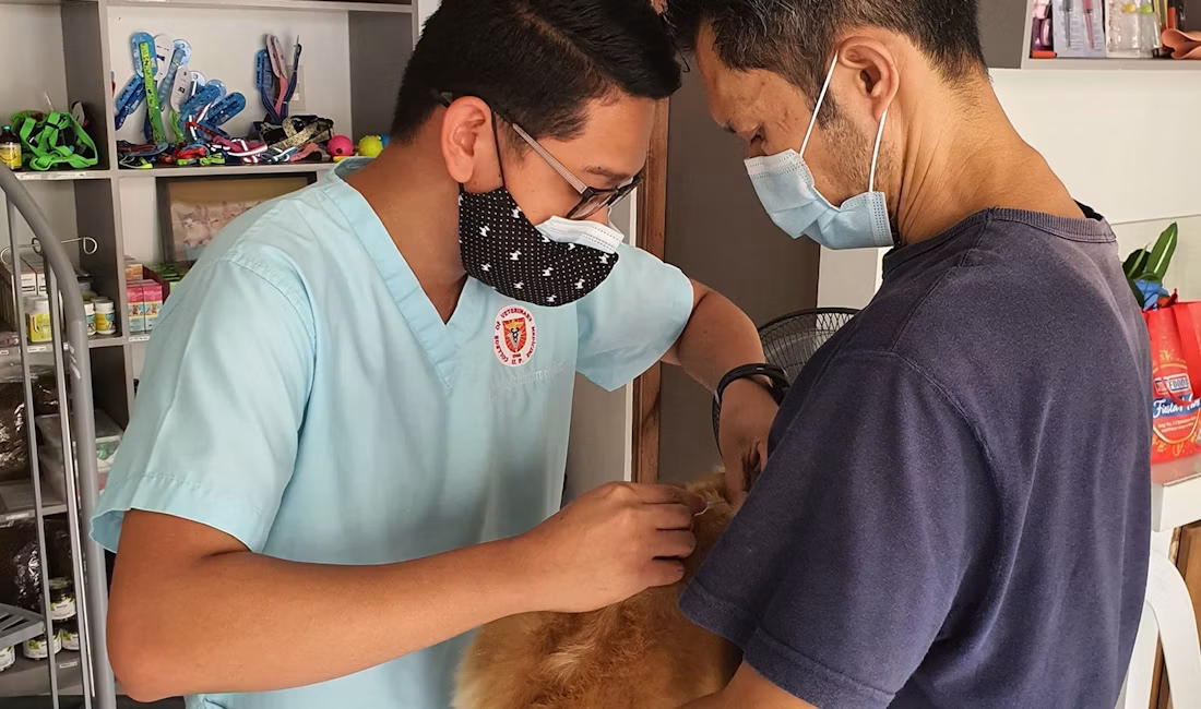 Doi medici veterinari în halate albastre ținând un câine