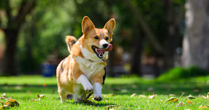 Corgi alergând prin iarbă, cu gura deschisă