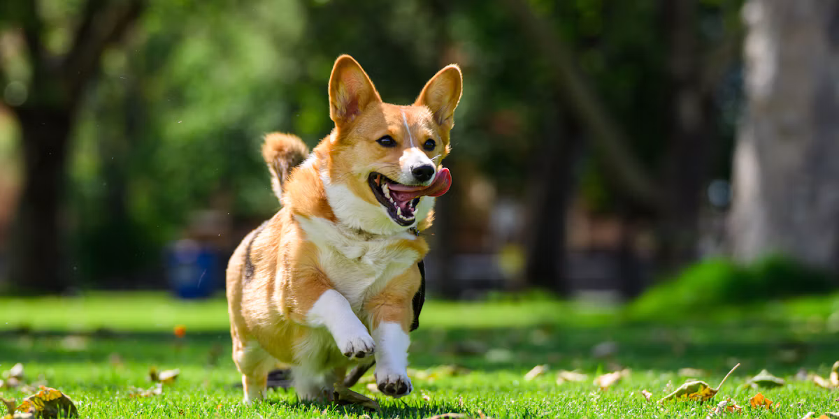 Corgi alergând prin iarbă, cu gura deschisă