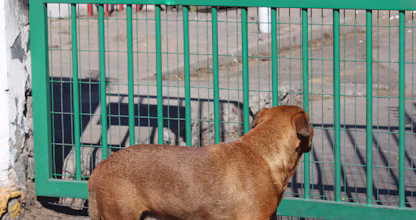 Câine maro privind printr-o poartă metalică verde