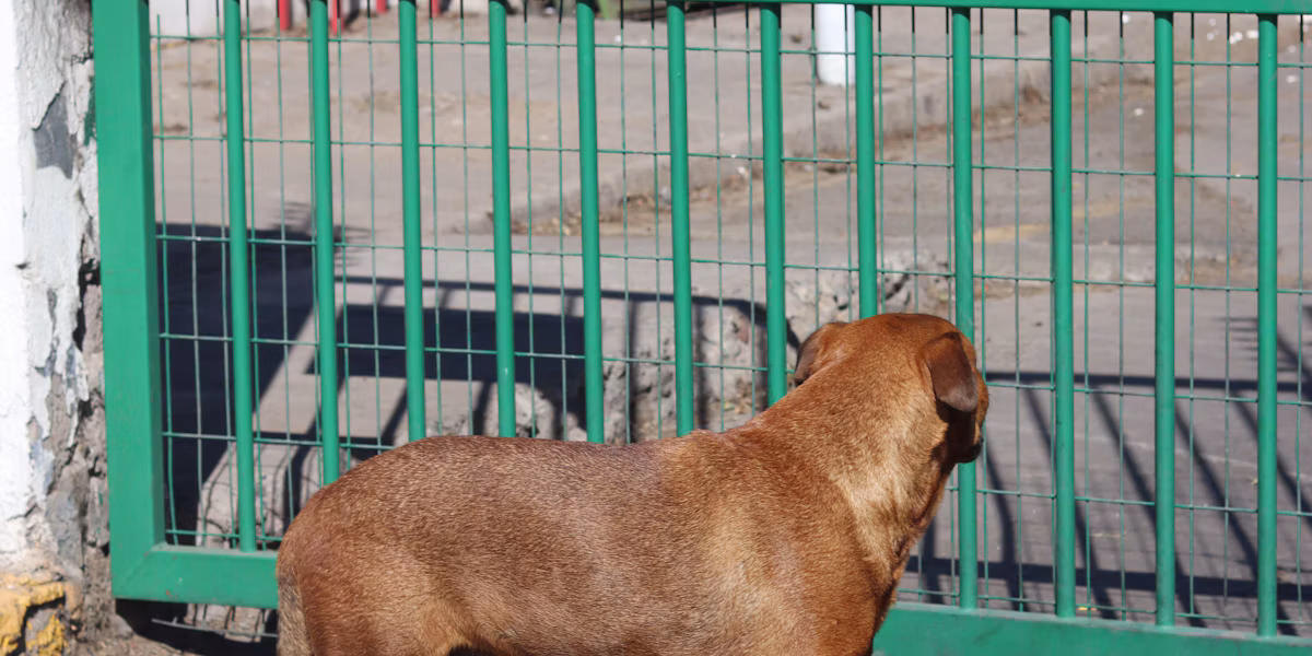 Câine maro privind printr-o poartă metalică verde