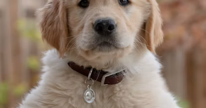 Cățeluș golden retriever privind spre cameră