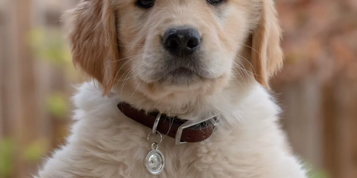 Cățeluș golden retriever privind spre cameră