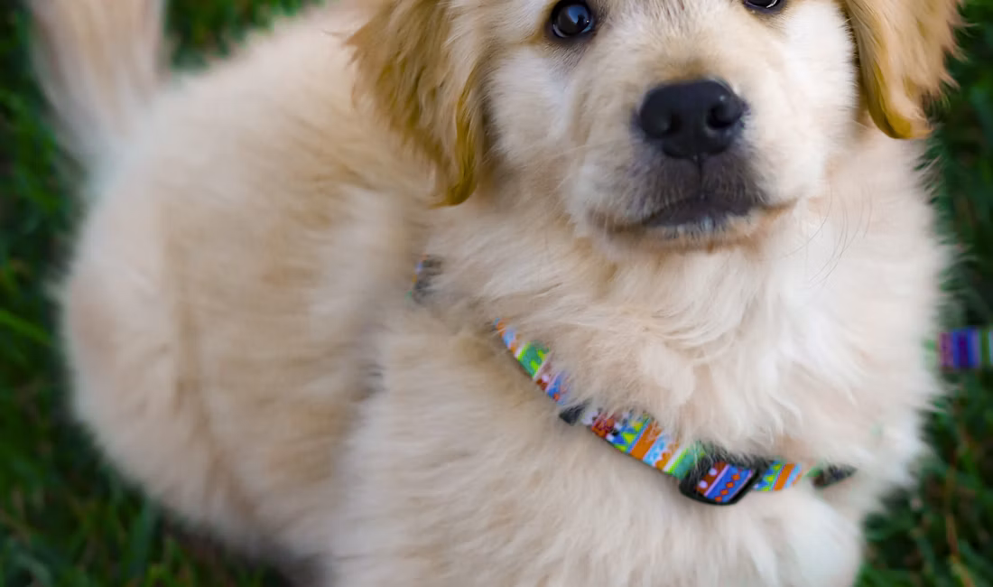 Cățeluș golden retriever pe iarbă verde în timpul zilei