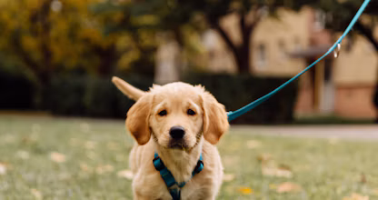 Pui de golden retriever plimbat în lesă afară