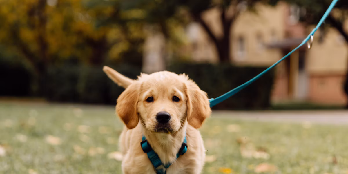 Pui de golden retriever plimbat în lesă afară