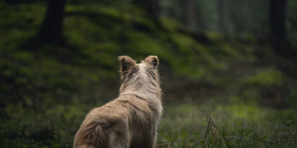 Câine cu blană lungă maro și neagră pe iarbă verde