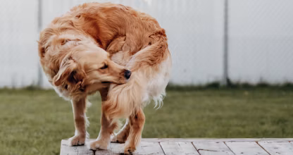 Golden retriever scărpinându-se pe o platformă de lemn