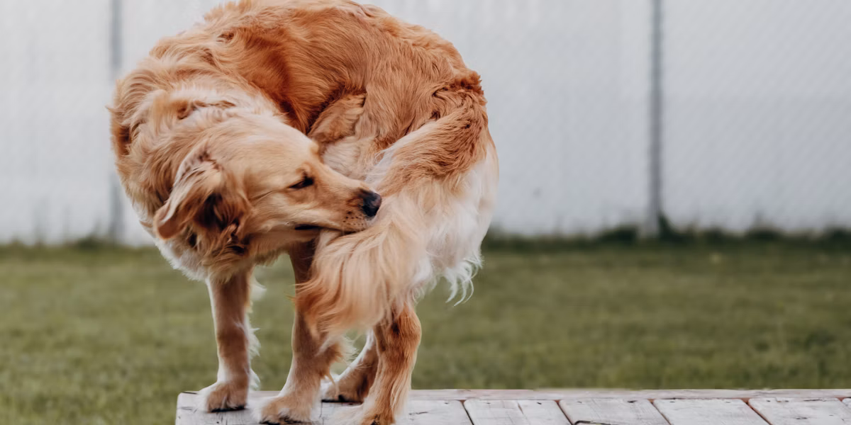 Golden retriever scărpinându-se pe o platformă de lemn