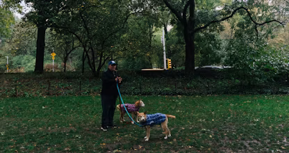Bărbat plimbând doi câini în lesă printr-un parc