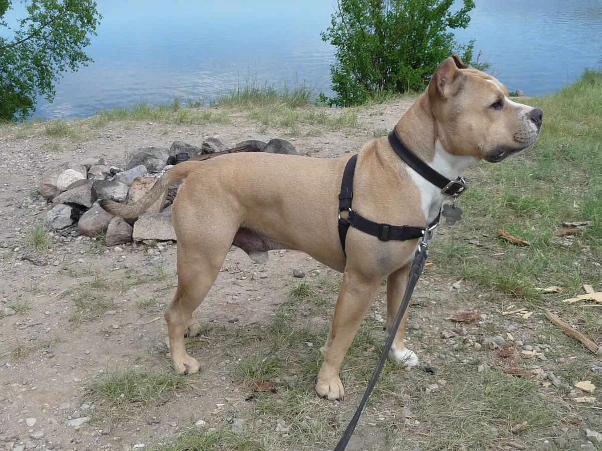 American Staffordshire Terrier fawn, adult, în picioare, din profil, cu urechi naturale, pe fundal neutru